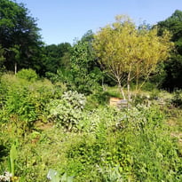 Visite de l'Oasis du Cens, jardin partagé