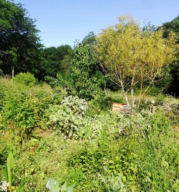 Visite de l'Oasis du Cens, jardin partagé