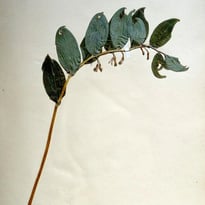 Découverte de l'herbier de Ferdinand Jamin