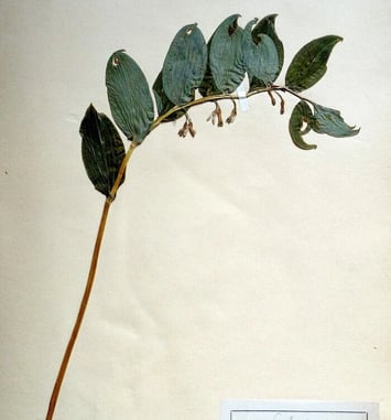 Découverte de l'herbier de Ferdinand Jamin