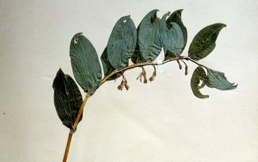 Découverte de l'herbier de Ferdinand Jamin