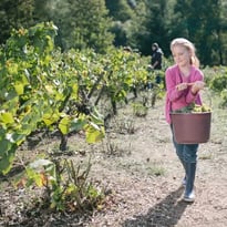 Vendanges en famille