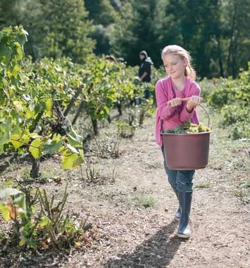 Vendanges en famille