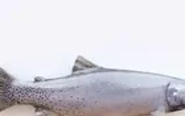 Kevin