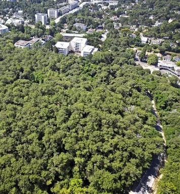 Visite guidée de la forêt d'Escoublac