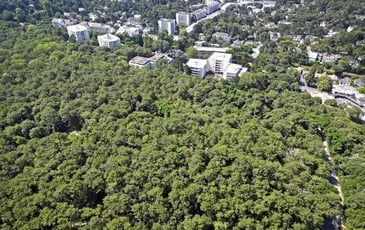 Visite guidée de la forêt d'Escoublac