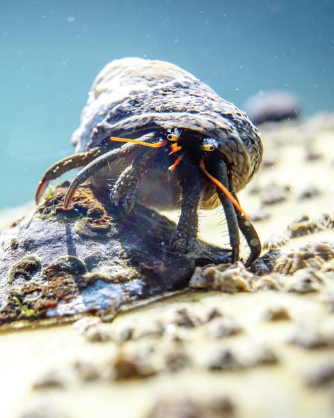 Piriac sous mer, une biodiversité à découvrir