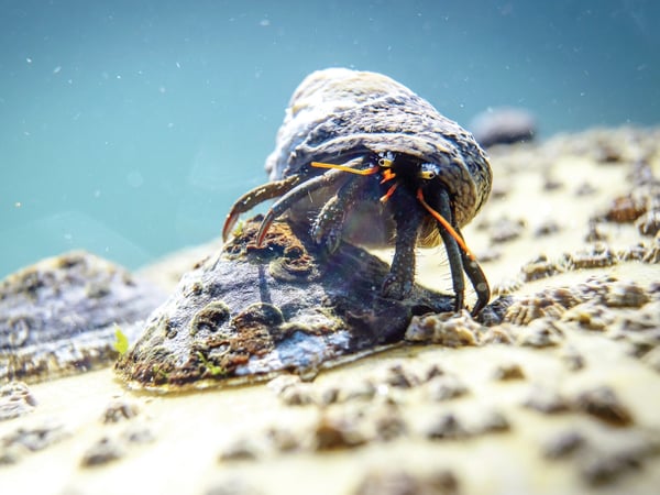 Piriac sous mer, une biodiversité à découvrir