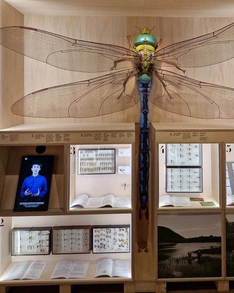 Libellules et autres insectes